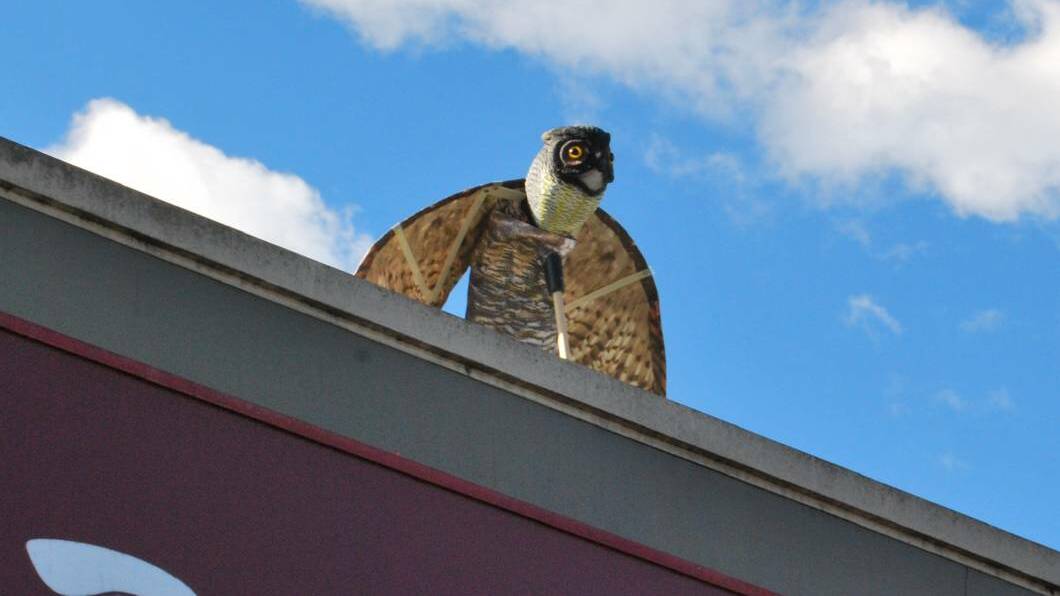 Kiama council installed fake owls in a failed bid to to deter the bird. 