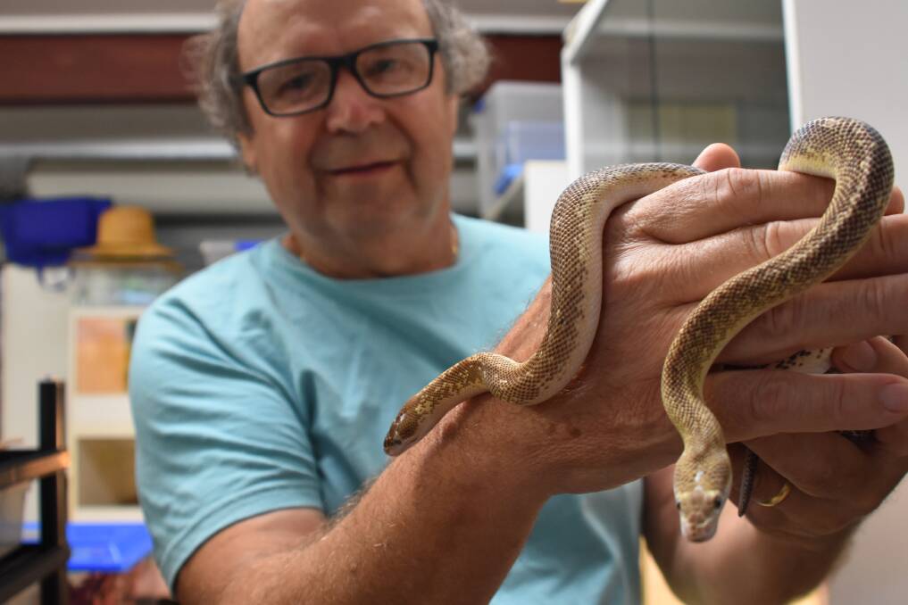 BACK IN THE SPOTLIGHT: Camden Haven reptile enthusiast Michael Banicek with two Marbled Children's Pythons.