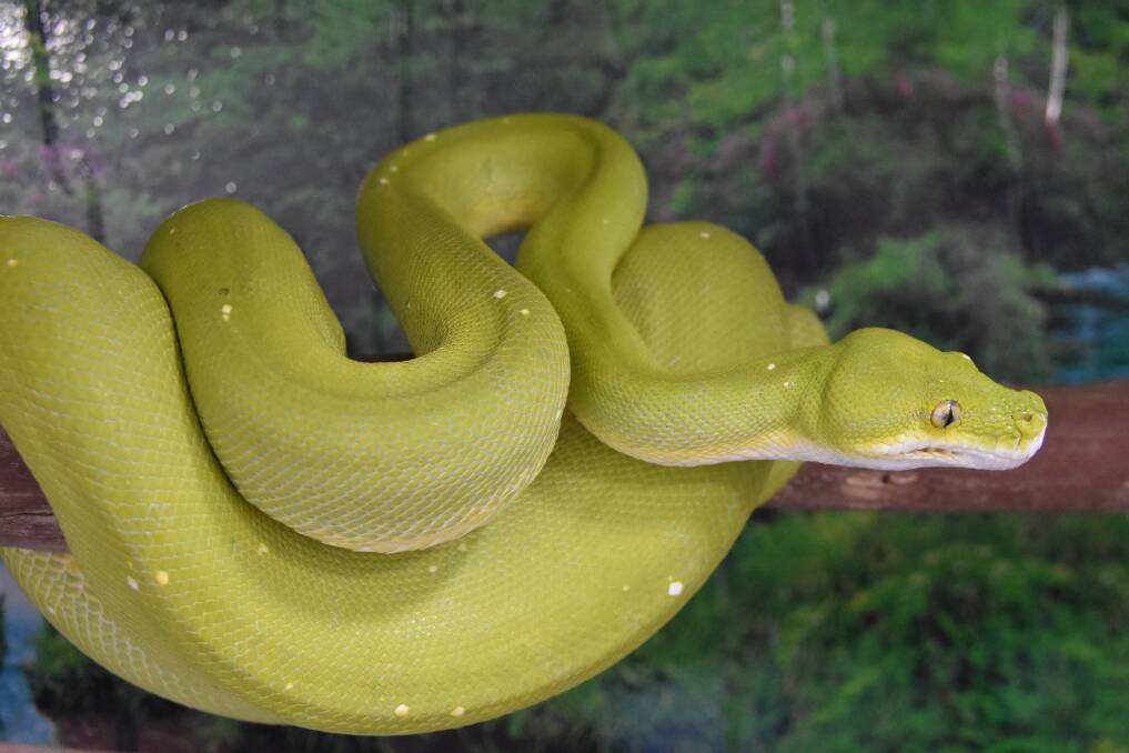 EXCELLENT COLOURS: An Australian Green Tree Python.