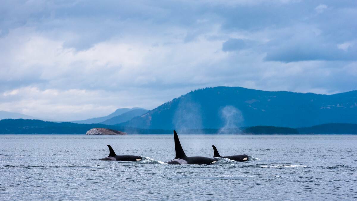 Three Orcas enjoying the waters around Vancouver Island. Picture Destination BC/Reuben Krabbe