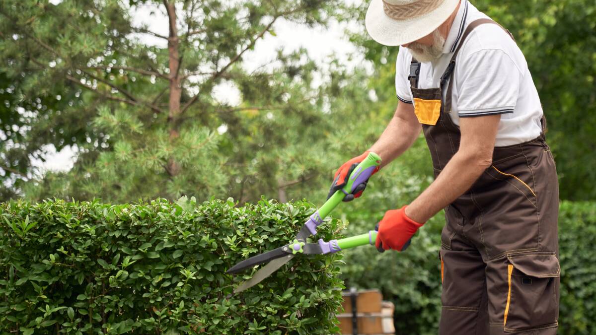 Hedge trimming is a vital part of creating a picture-perfect garden. Picture Shutterstock.