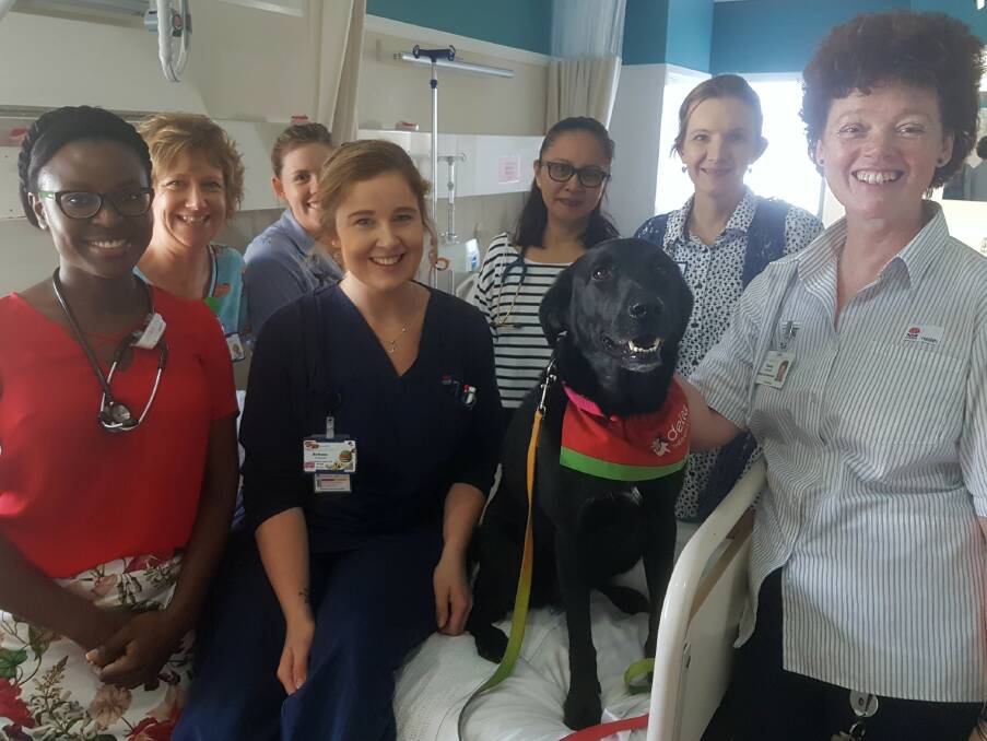 Therapy pup Crysta with some of the staff in the Manning Base Hospital