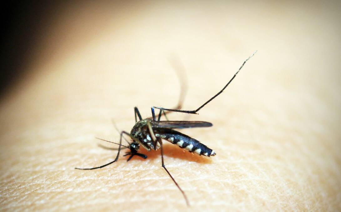 Mosquitoes can carry harmful viruses.