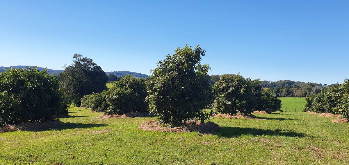 Avocado trees thrive at Red Plateau Organic Produce's Comboyne property.