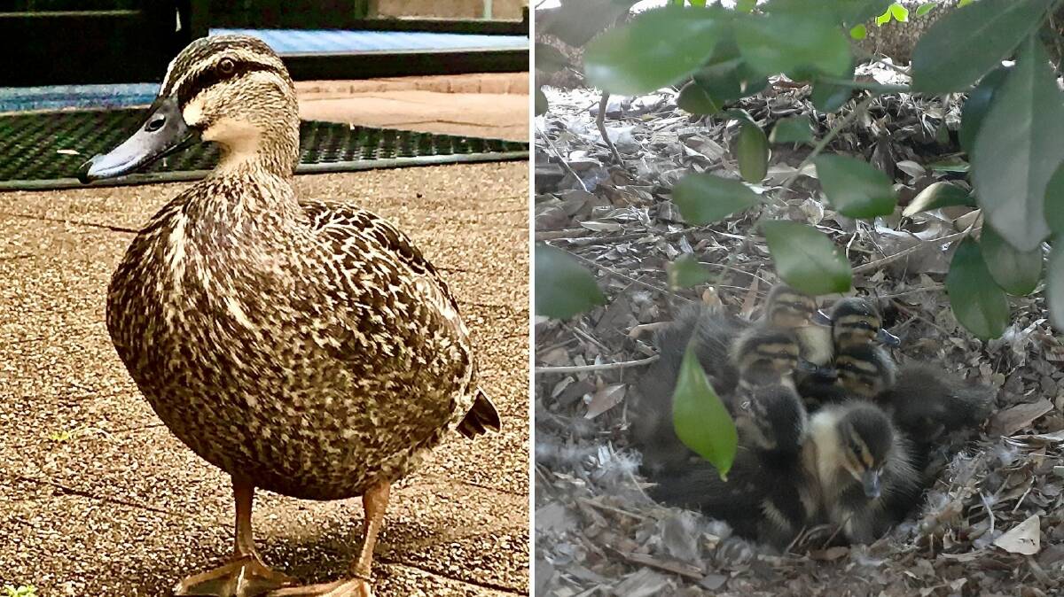 At home at the MEC: Daphne Duck and her darling ducklings. Photos: supplied