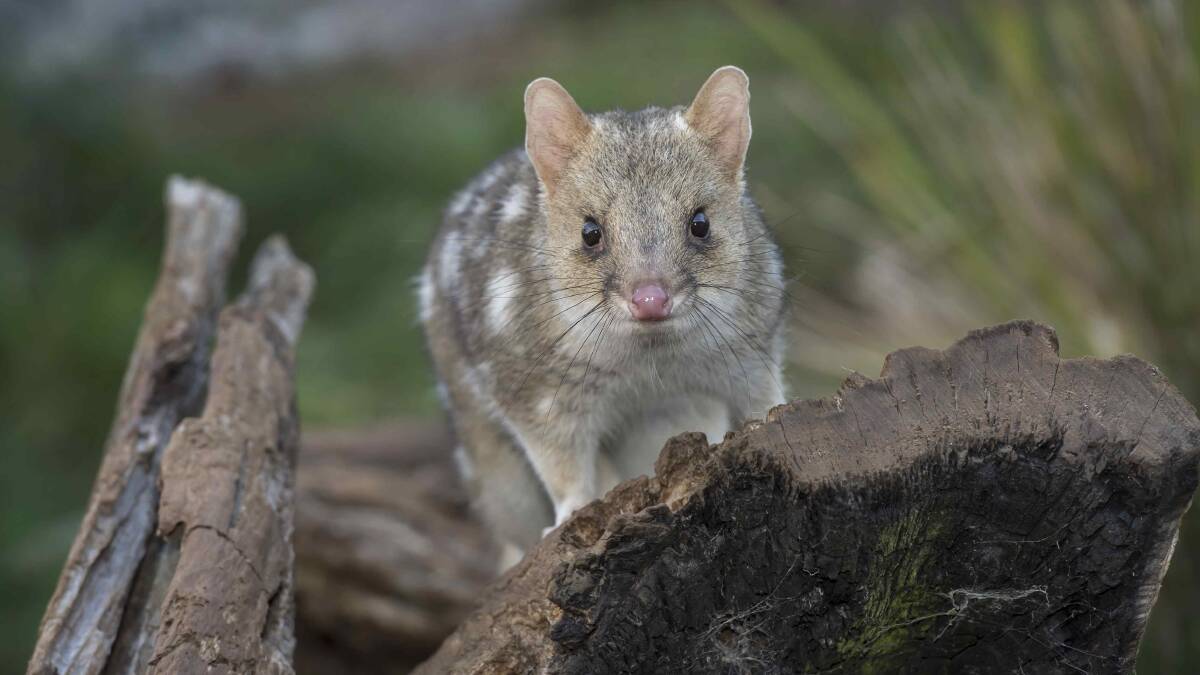 Endangered species: This female Eastern quoll is one of the quolls breeding in Devil Ark's insurance population. Photo: Bronwyn Ellis