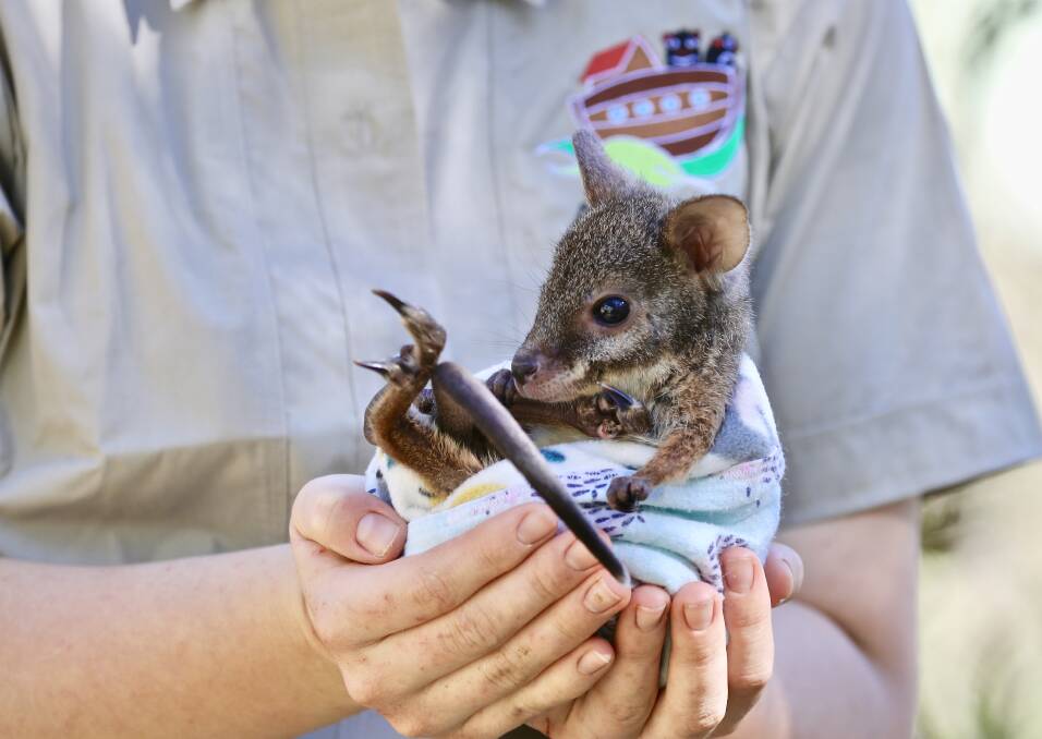 This little orphaned female joey needs a name and if you're choice of name wins, you get to meet her up close and personal. Photo courtesy Aussie Ark