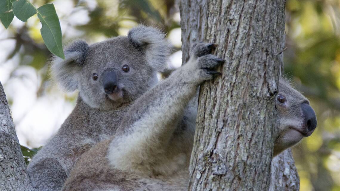 Boost for local koalas with bushfire recovery funding
