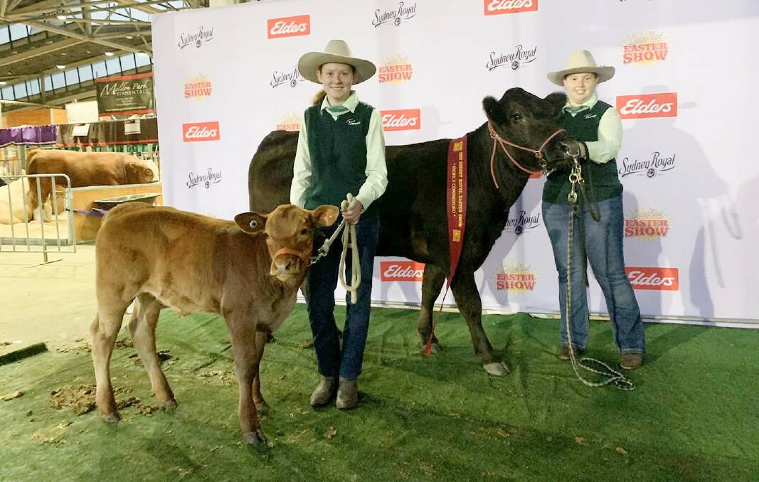 Sydney Royal Easter Show: Chatham High School students Caitlin Sheldon and Briny Bullock, where they picked up a Highly Commended with limousins Kundle Park Que and calf Bulang Park Theodore. Photo supplied