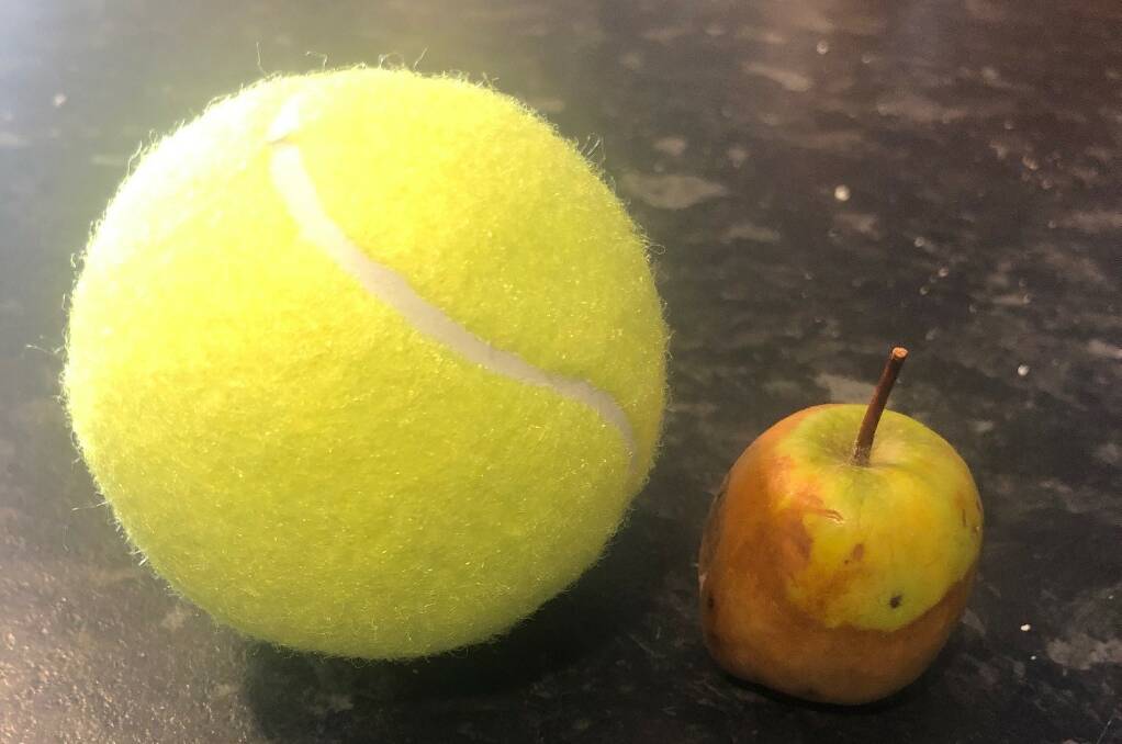 Size comparison of Tallin's apple. Photo: submitted