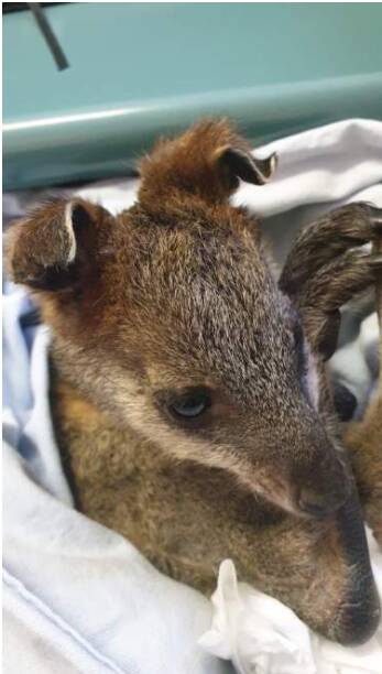 A wallaby in the car of FAWNA with ears burned from bushfires. Photo supplied