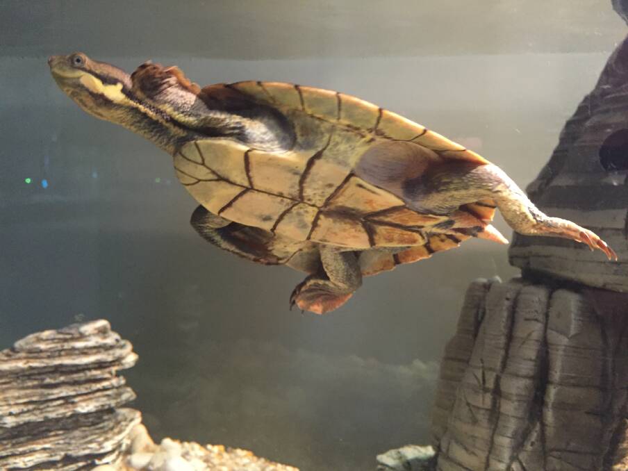 Just keep swimming: The Manning River turtle being nursed back to health by Brenton Asquith is active and putting on weight. Photo: Julia Driscoll