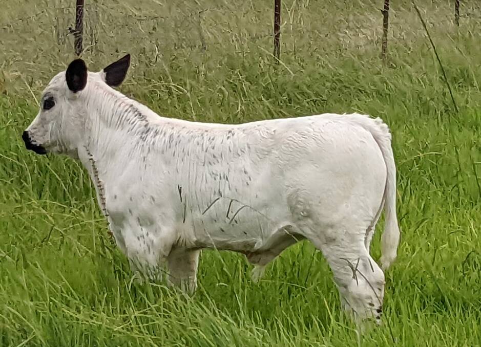 A British white calf from the Bulang Park stud. Photo supplied
