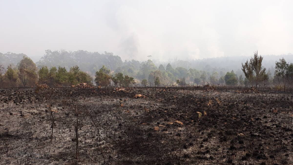 The Cattai Wetlands was severely damaged by bushfires in 2019. Photo MidCoast Council