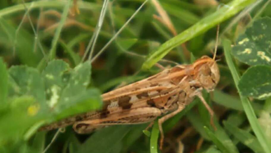 Australian plague locusts have been found on six properties in the Upper Hunter. Photo: Sydney Morning Herald