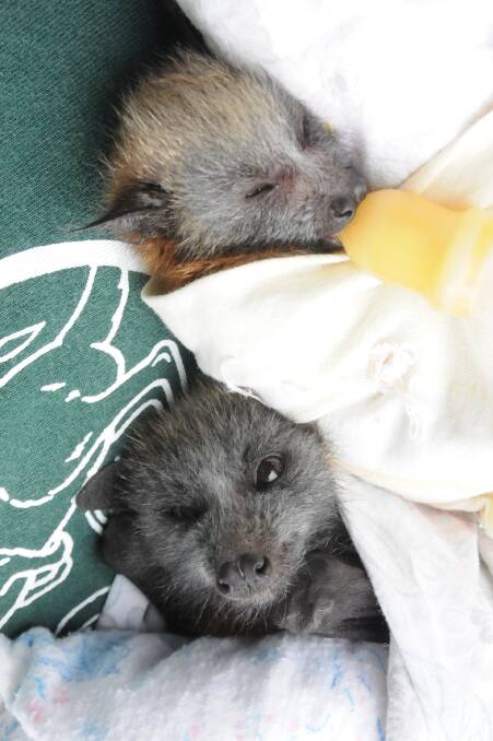 Inundated: Carers have have been "smashed" with orphaned flying fox babies needing care.