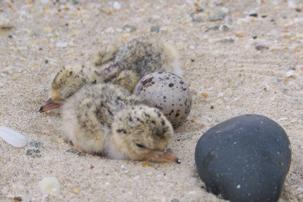 Newly hatched little tern chicks. Picture NPWS