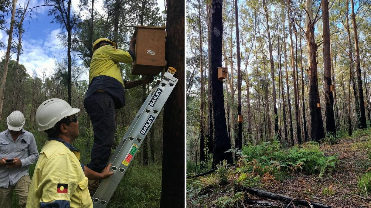 Rangers have been installing nesting boxes in bushfire affected forests. Photos supplied
