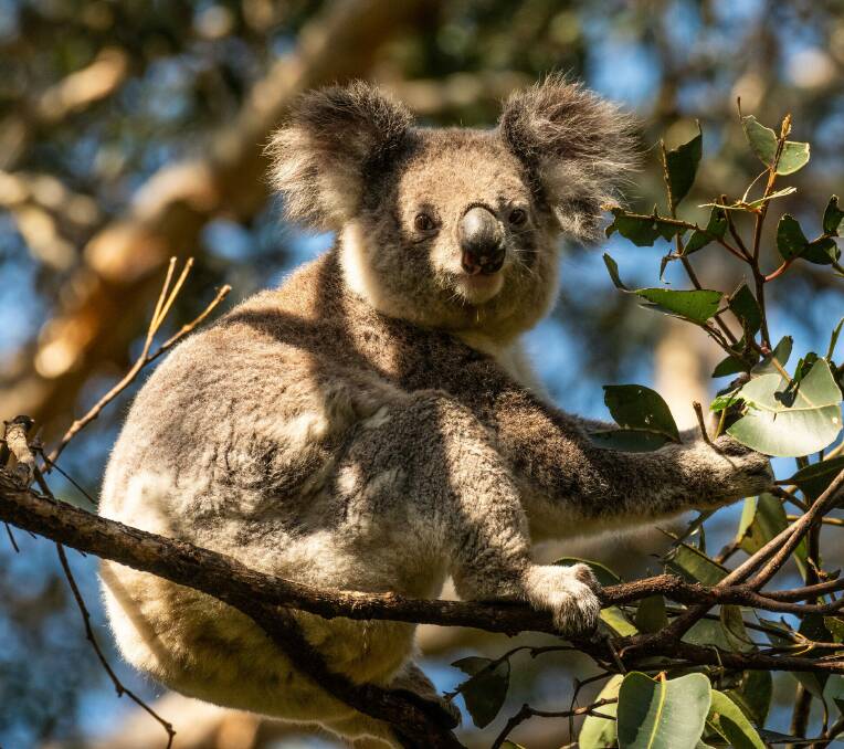 MidCoast Council is inviting landholders to consider becoming involved in creating safe spaces for koalas. Picture supplied