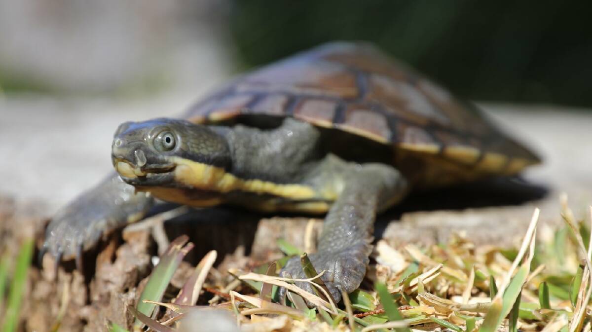 The Manning River helmeted turtle is found only in the Manning catchment. Photo courtesy Aussie Ark
