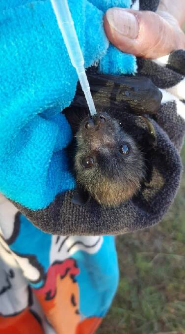 Houdini getting some much needed hydration after being rescued. Photo supplied