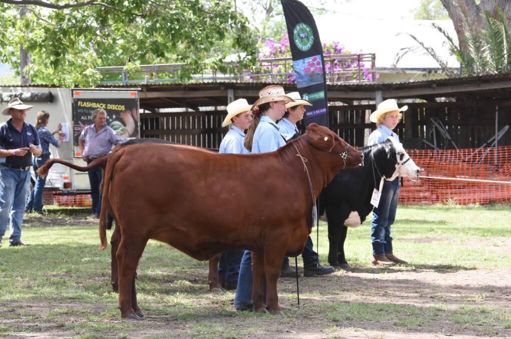 Beef cattle, junior judging and parading scores at Wingham Show will still give points to qualify for the Sydney Royal Easter Show. Photo: Scott Calvin