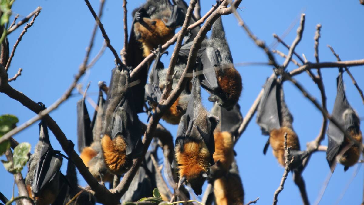 Not here: Wingham's grey-headed flying fox colony have seemingly left to find food in other regions far from home.
