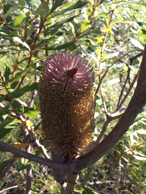 Critically endangered: Banksia conferta subsp. conferta, or the Glasshouse Banksia. Photo: by Luke Foster with permission of OEH.