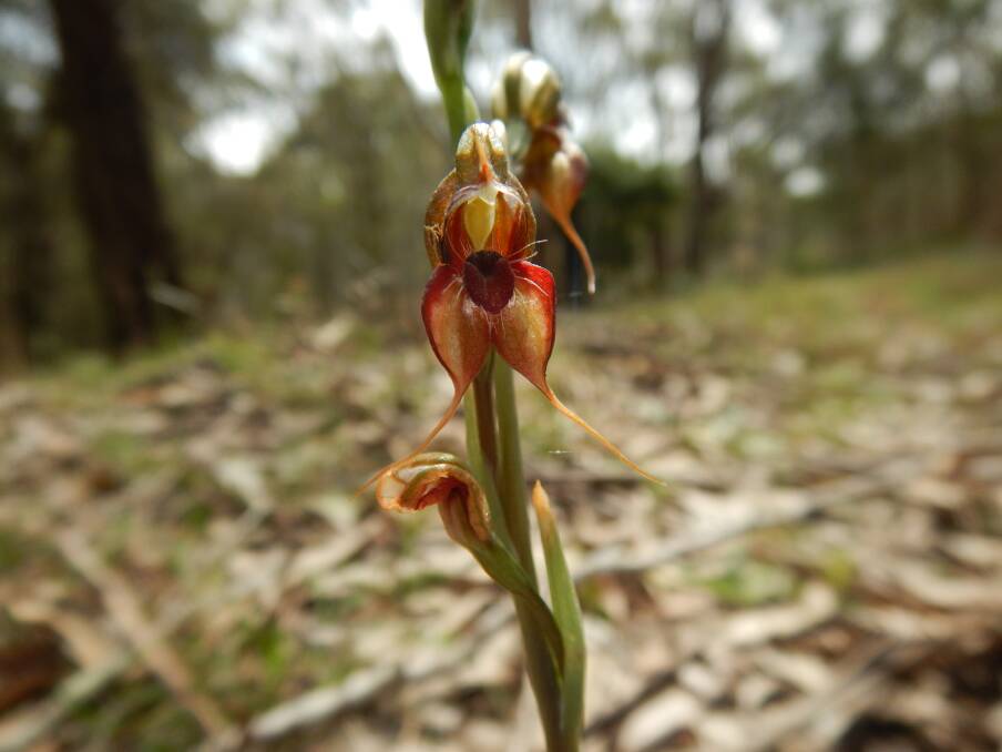 Taree Rustyhood: the orchid is listed as vulnerable species in 2014. Photo: submitted