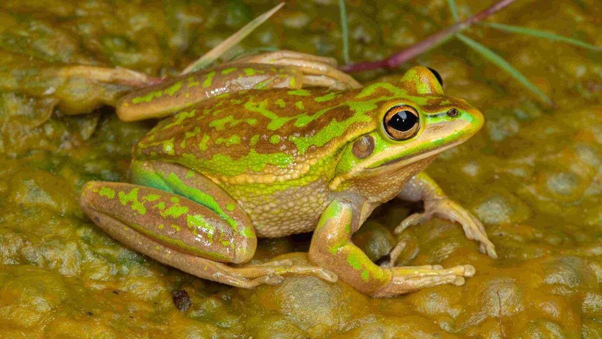 Endangered: The green and golden bell frog green (Litoria aurea) has been found in MidCoast region. Photo: Stephen Mahony
