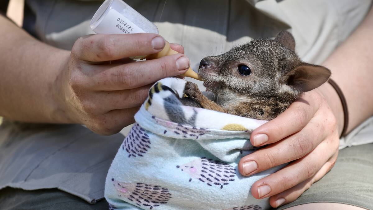 Name an orphaned parma wallaby joey and win a rare encounter | video