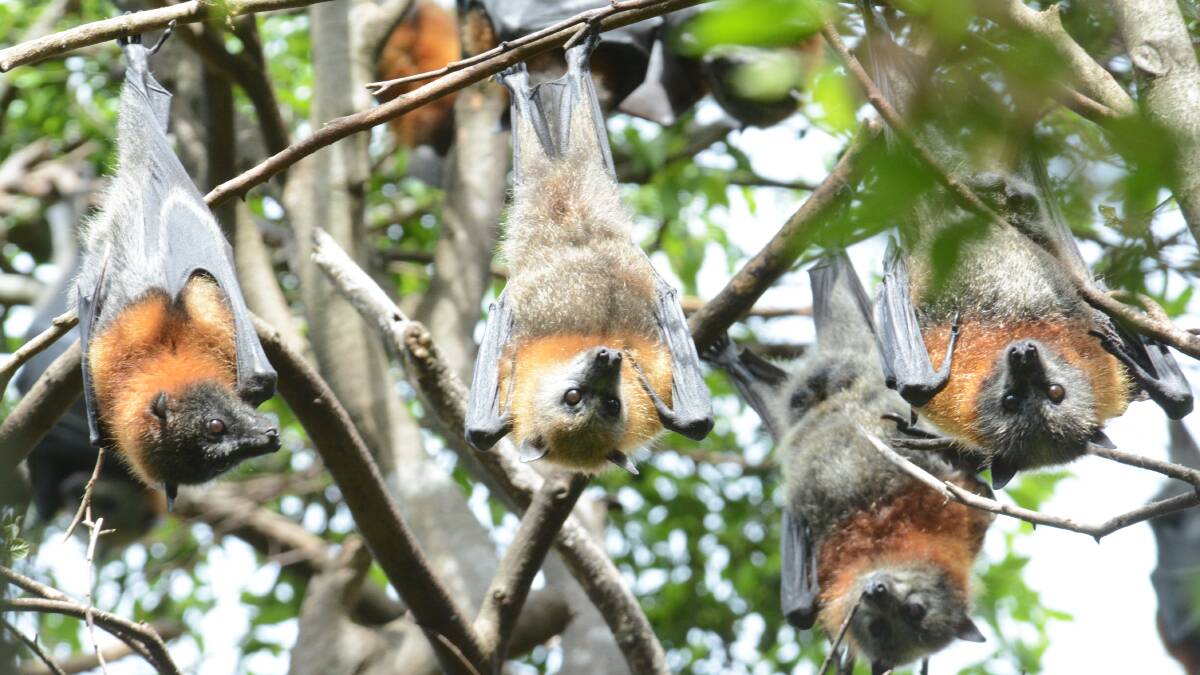 Always assume a flying fox or microbat is infectious and do not handle them. File photo.