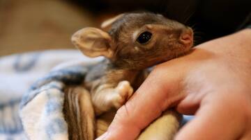 Lucky find: This rufous bettong joey was found freezing on the ground but is now safe and warm and cared for by rangers at Aussie Ark. Photo: Aussie Ark