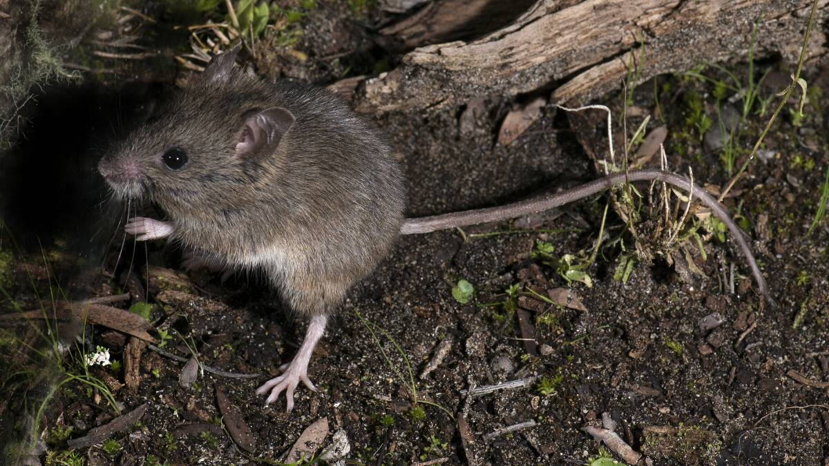 The New Holland mouse is listed as a vulnerable species. Photo: Museums Victoria