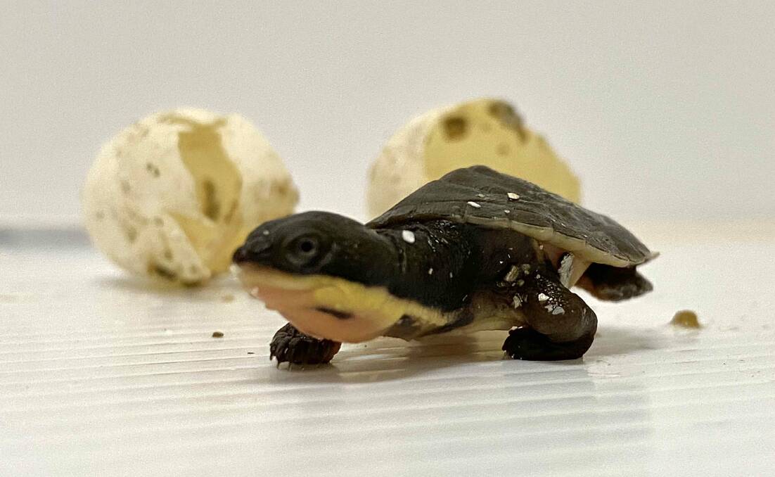 Newborn: A freshly hatched Manning River turtle hatchling is one of the first to be born in the Aussie Ark insurance population. Photo: Aussie Ark