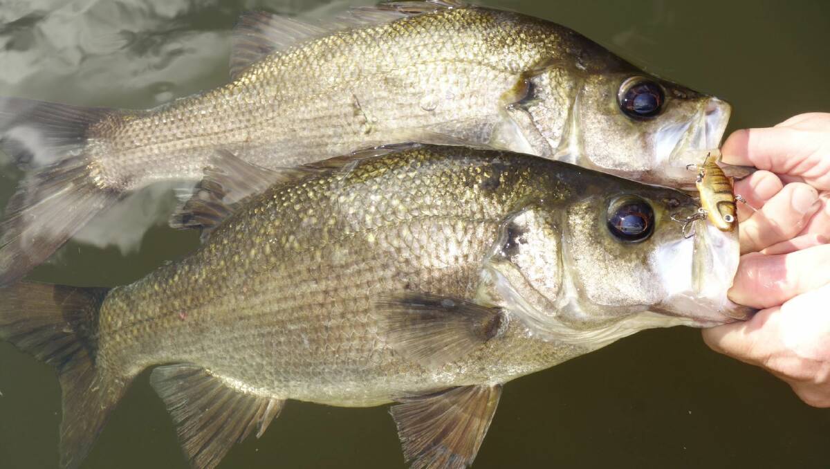 Estuary perch are off limits for anglers for the next four months. Photo supplied