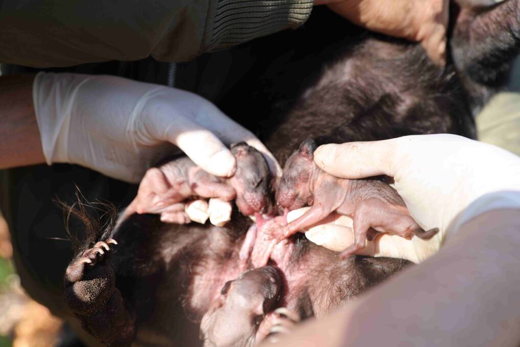 Tasmanian devil joeys stay inside their mum's pouches until they are around four months of age. Photo: supplied