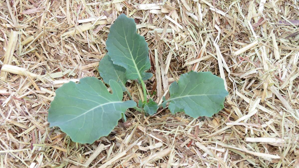 Broccoli seedling in mulch. Photo: Angie Thomas