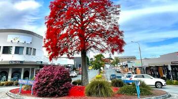 Flame Tree Community Markets are named for Taree's flame trees. Picture Dave Kedwell.
