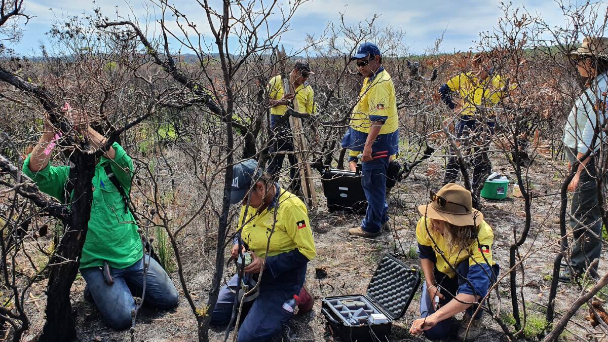 Rangers putting out motion sensor cameras on bushfire ravaged Country. Photo supplied