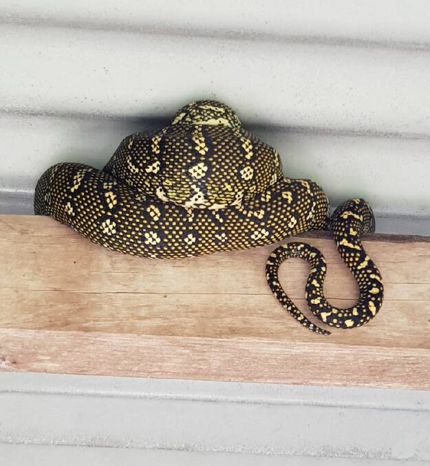 The resident python that lives in the rafters of Kim's verandah. Photo supplied