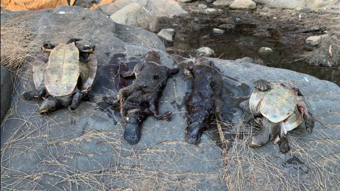 Dead platypus and turtles found in a Hunter river. Photo by Aussie Ark.