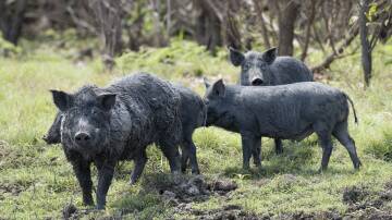 Feral pigs. Picture Shutterstock