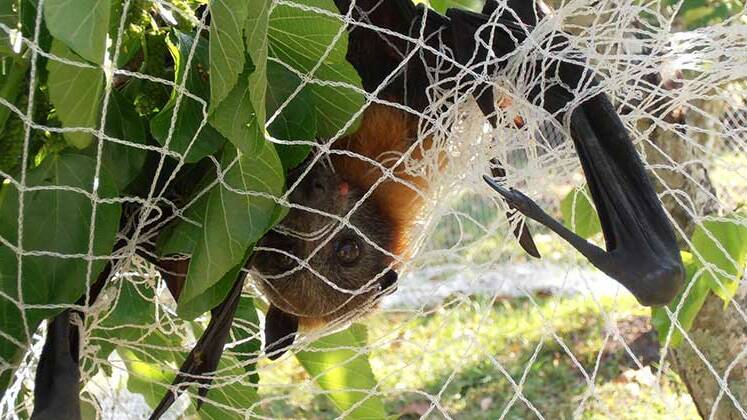 FAWNA frequently rescue bats entangled in netting and barbed wire. They plead with the public not to try untangling the bats as you could risk injury to the animal and infection to yourself. Photo: supplied