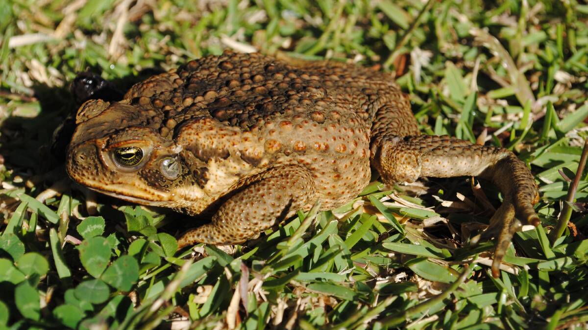 Cane toad discovered on Oxley Island