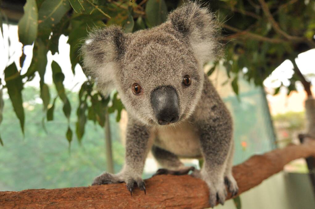 A young koala being cared for at Koalas in Care at Taree. Koalas in Care have worked with the school in planting food trees for local koalas. File photo.