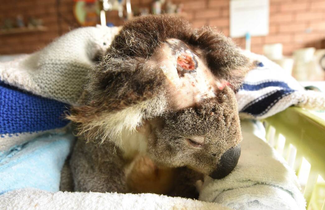 Dog attack victim: Jeremy was rescued by Koalas in Care in September 2019 after a dog attack in Tinonee. The hole in his head went through to his skull and he sustained a lot of other wounds and punctures. Photo: Scott Calvin
