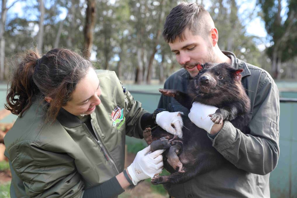 Happiness: is finding joeys in a Tasmanian devil's pouch. Aussie Ark keeps have been busy counting for the 2019 breeding season. Photo: supplied
