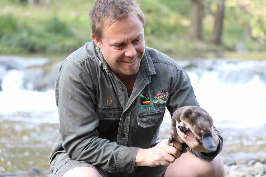 "Heartwarming and terrifying" moment: Aussie Ark president Tim Faulkner releasing Priscilla the platypus back into the wild. Photo: Aussie Ark