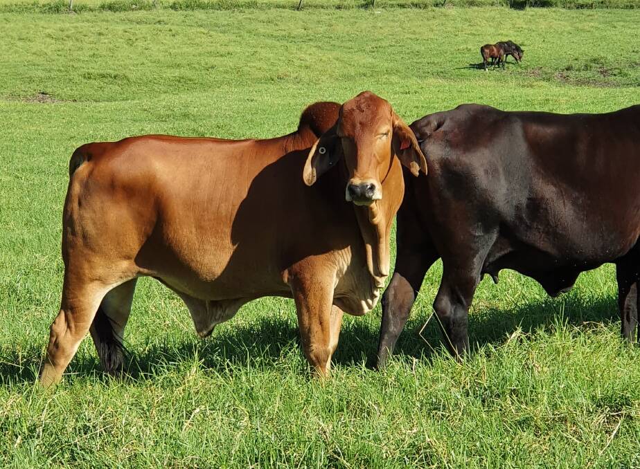 Rodney's brahmans are now fat and happy. Photo supplied